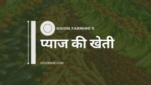 Pyaj ki kheti – प्याज की खेती कैसे करें? Onion farming