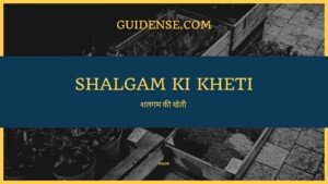 Shalgam ki kheti – शलजम की खेती कैसे करें?