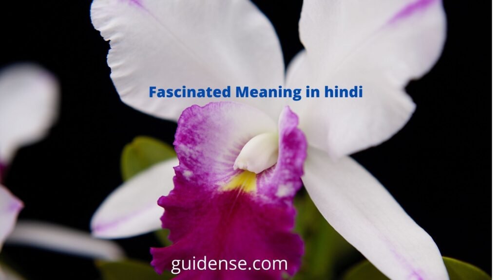 Fascinated Meaning in hindi
