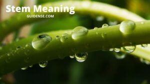 Stem Meaning in Hindi