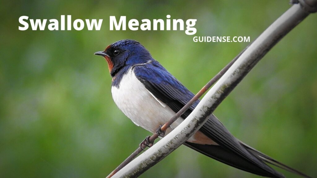 Swallow Meaning